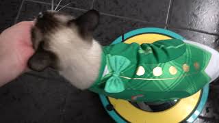 Happy St Patrick's Day from Cat on Roomba | TexasGirly1979 by TexasGirly1979 1,231 views 3 years ago 1 minute, 49 seconds