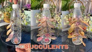 Useful Tips for Succulents | #succulents #suculentas #다육 by Vườn sen đá 3,074 views 3 days ago 3 minutes, 20 seconds