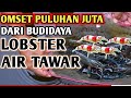 Rahasia Sukses Budidaya Lobster Air Tawar Dan Udang Hias Aquascape