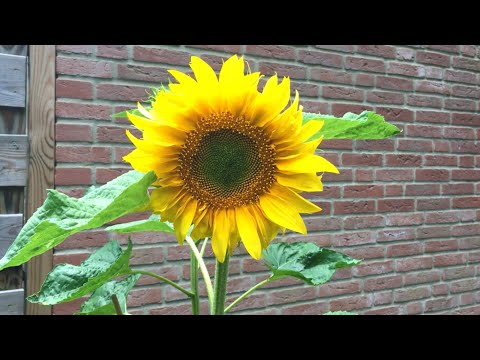 Hoe zonnebloem zaaien in bloempot