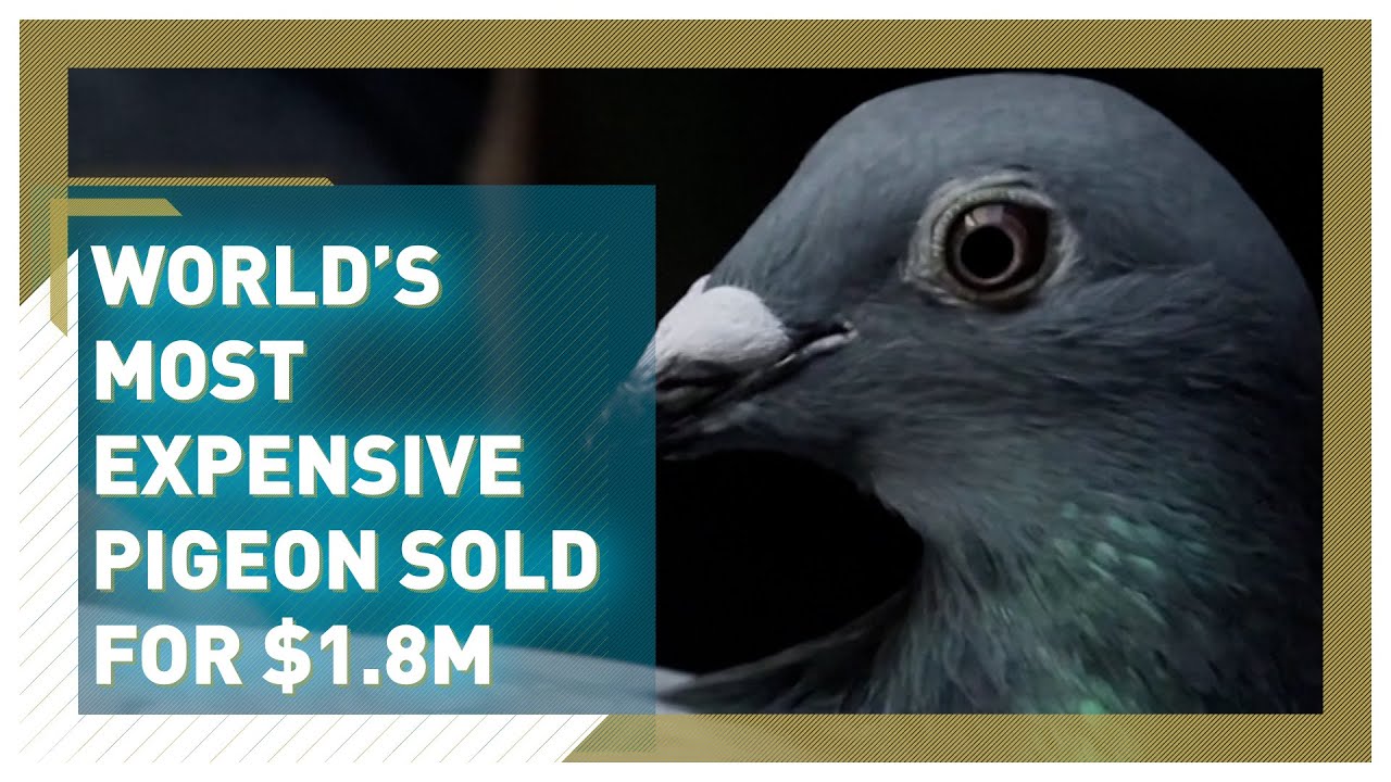 World's most expensive pigeon sold for 1.8 million YouTube