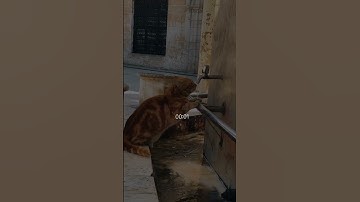 ارح قلبك🤍 😌🎧 قرآن♡ ❥راحة نفسية❥🤍 :ألقارئ /عبدالرحمن مسعد