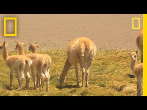 Video: Kada gimė Paulius Meskalis?