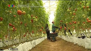 Mô hình trồng rau công nghệ cao