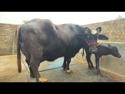 आज खरीदे कंपीटीशन लेवल की नीली रावी भैंस 20+ दूध निकाल कर खरीदे।। BHADU DAIRY FARM