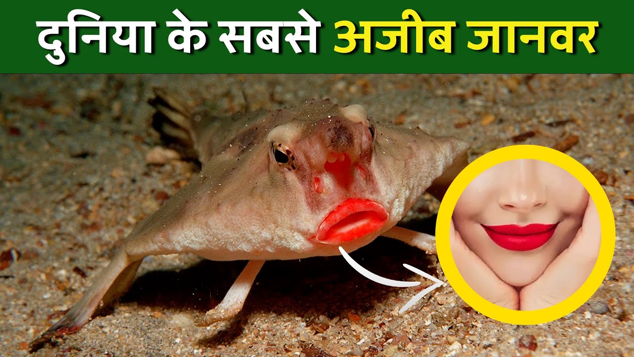 10 Animals So Strange You Won't Believe They Exist! || दुनिया के सबसे अजीब जानवर ||