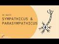 Sympathicus en Parasympathicus: De Basis