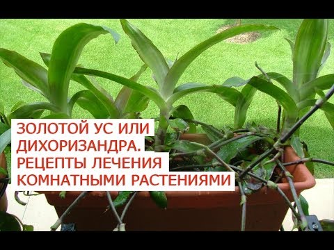 Золотой ус дихоризандра рецепты лечения комнатными растениями