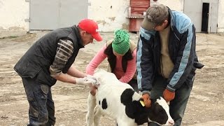 Понос лечение новокаиновой блокадой. Diarrhea treatment procaine blockade.(В видео вы увидите технику висцеральной новокаиновой блокады телёнку при диареи. Новокаиновые блокады..., 2015-04-11T11:13:21.000Z)