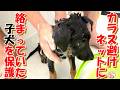 【野犬 子犬 お名前募集】初めてのシャンプーで噛まれました