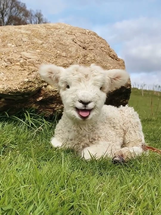 Download lagu The little lamb is really cute #babylamb #cuteanimal #animals #lambs #cutefarmanimal #cute