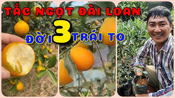 Cây Tắc ngọt Đài Loan đời 3 quả to| 0386569374 - Ngọc Ngân Bến Tre | Chuyên cây độc lạ