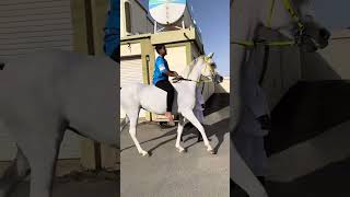 مربط عزان - الفرسان الصغار - الخيل العربيه الأصيلة - نجران - ال بشر يام