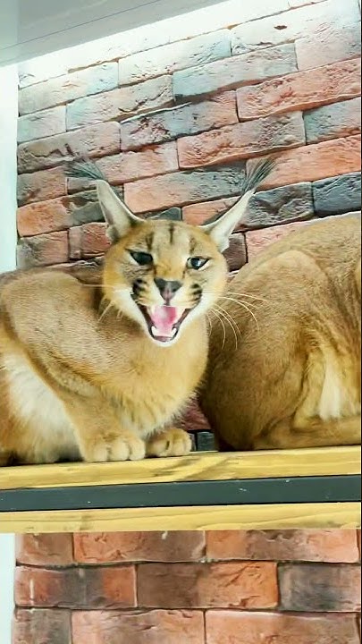 Страсти каракалов: как уживаются мальчики с девочками 😾😻 - YouTube