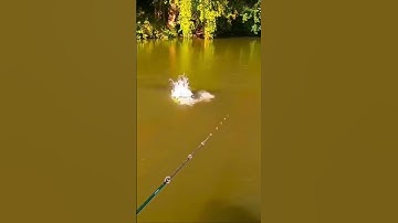 #22 Lure cá nheo khủng rừng Amazon 🤩 #fishing #cauca #caulure #docau3mien #trending #shorts #xuhuong