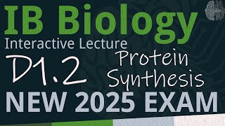 IB Biology D1.2 - Protein Synthesis [SL\/HL] - Interactive Lecture 2025-2033