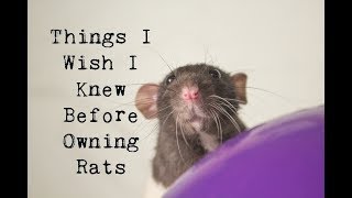 7 Things I Wish I Knew Before Owning Rats