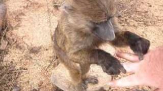 How to make a baboon laugh