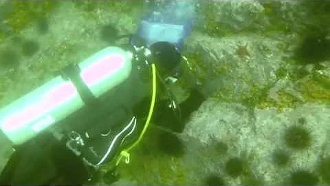 Sandford Wall Collections
