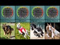 Top 40 Fastest Dog Breeds in the World - Speed in MPH and KM/H