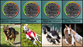 Top 40 Fastest Dog Breeds in the World - Speed in MPH and KM/H by Breyon 25,539 views 2 years ago 2 minutes, 26 seconds