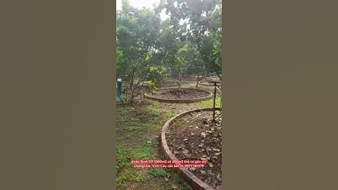 Bán vườn bưởi dt 1500m2 có 200m2 thổ cư, vị trí gần công ty Changshin, Vĩnh Cửu. Đồng Nai.