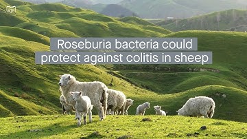 Examining the host-microbe interactions in sheep with induced colitis