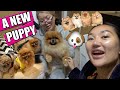 I GOT A NEW DOG IN QUARANTINE! A 3RD POMERANIAN! | VLOG WEEK 55