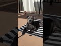 Catching Some Morning Sun - Holly The Blue Staffy #shorts