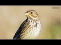 &Tau;&sigma;&iota;&phi;&tau;ά&sigmaf; &Pi;&rho;&omega;&iota;&nu;ό&sigmaf;  - Corn Bunting bird singing