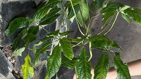 30/6/2023 Hai củ Sâm rừng 320gr cực chất đã kiểm nghiệm, Lan kim tuyến. Zalo và sdt 0961869669