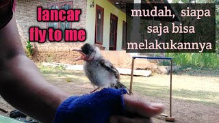 AHIRNYA anakan kutilang bisa fly to me INI CARANYA ! screenshot 5