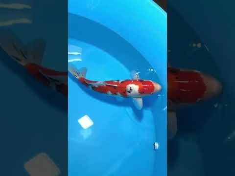 Jetzt erhältlich bei @koifreak