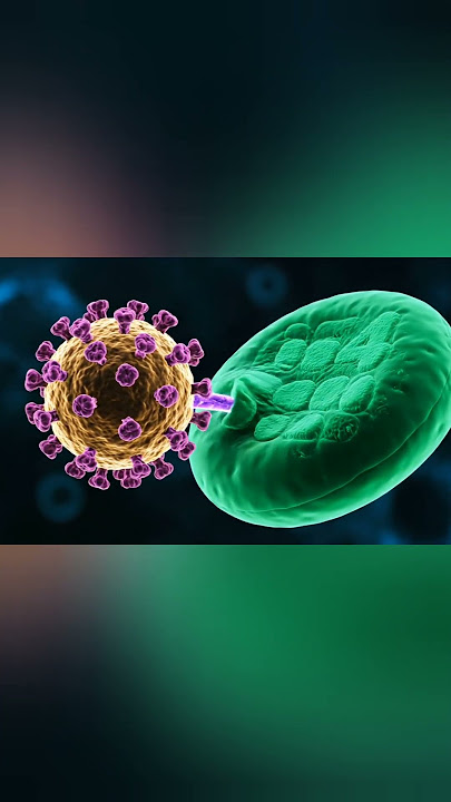 HIV – How the Virus Attacks the Immune System