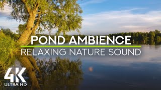 8 HRS Summer Evening Pond Ambience - Gentle Birds Chirping & Insects Buzzing for Stress Relief