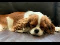 #1 Reason why everyone should have a Cavalier King Charles Spaniel | Cuddling a Sleepy Puppy