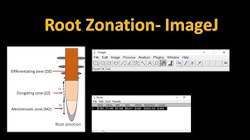 Root zone length, image J, Arabidopsis, stress, analysis, research @DoctorTutors