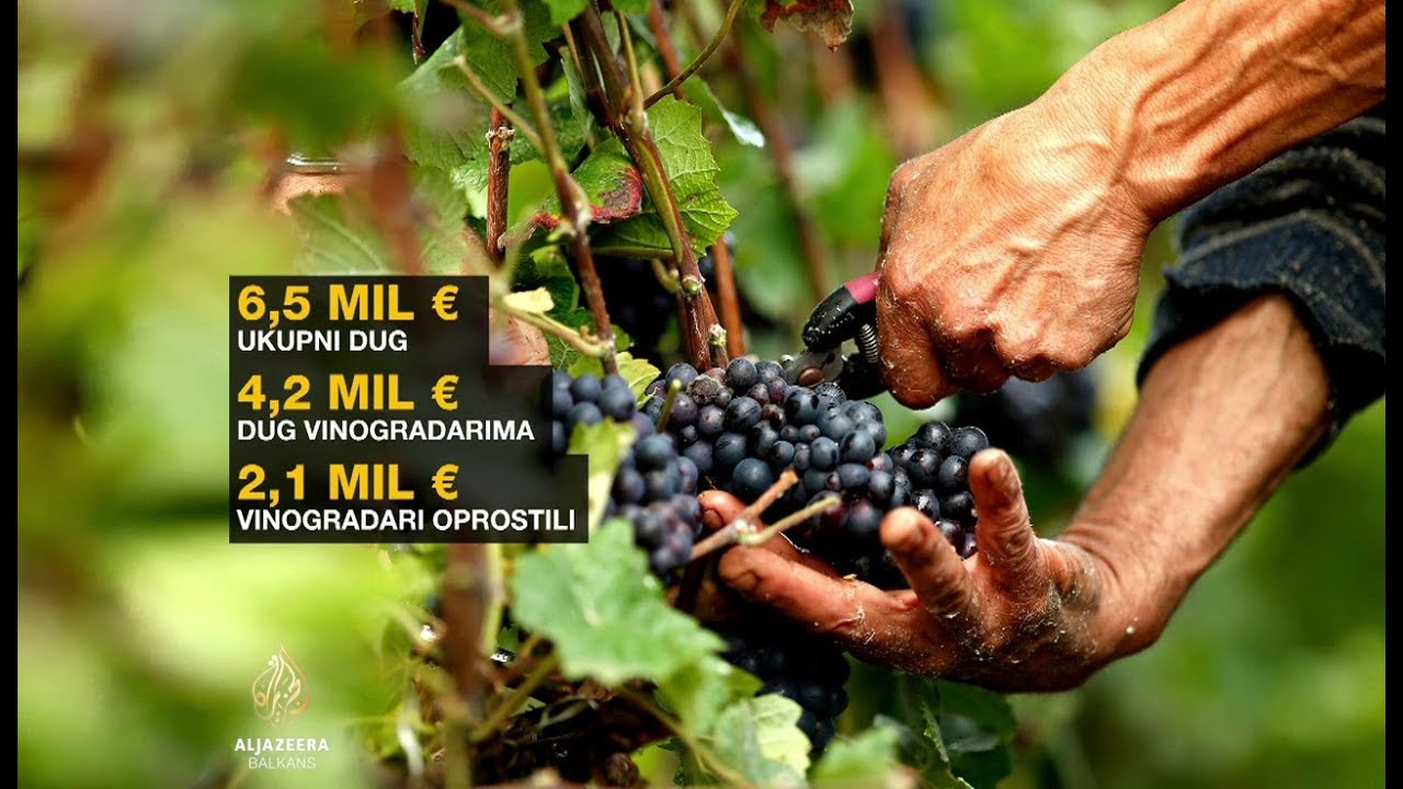 أعلنت شركة دينغاتش إفلاسها، وانسحب مزارعو العنب من التعاونية.