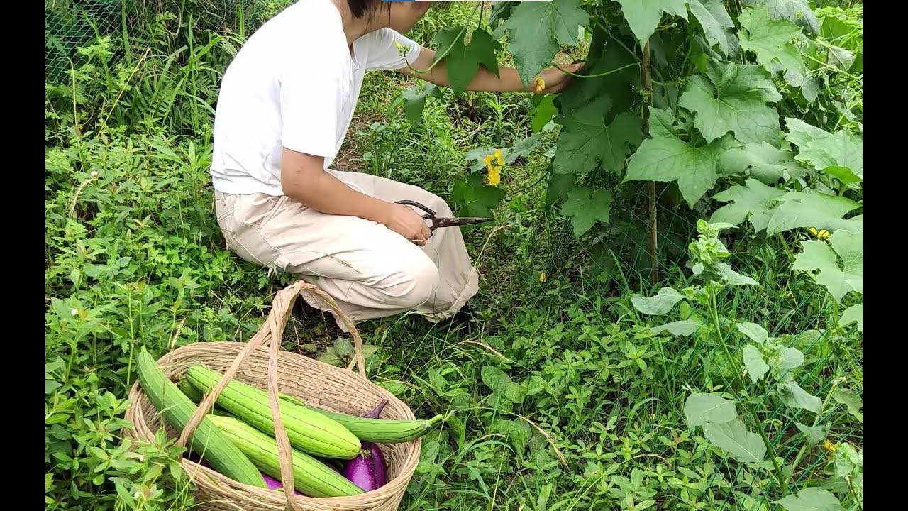 在农村最大的好处：吃不完的蔬菜
