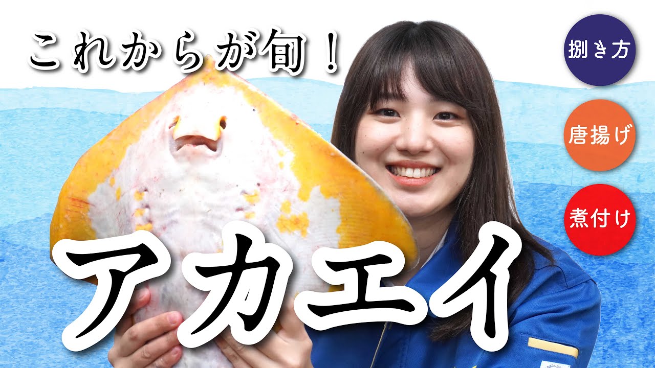 アカエイ 赤エイを捌く 煮付けと唐揚げもご紹介 ウミダス公式 Youtube アカエイ 赤エイを捌く 煮付けと唐揚げもご紹介 ウミダス公式 Youtube