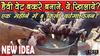 Lucky goat farm Pushkar 6350566141 shirohi male 100 kg