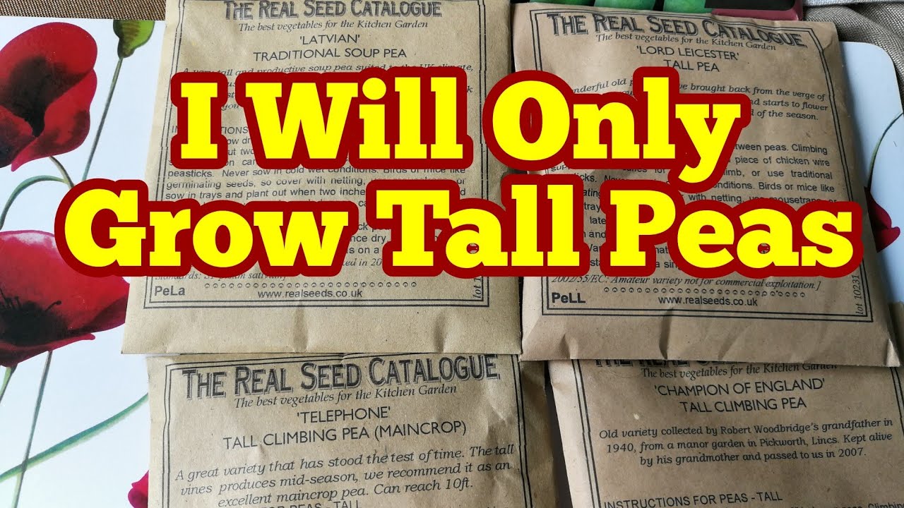 Tall Climbing Peas: The Best Peas For Allotment & Home Garden 