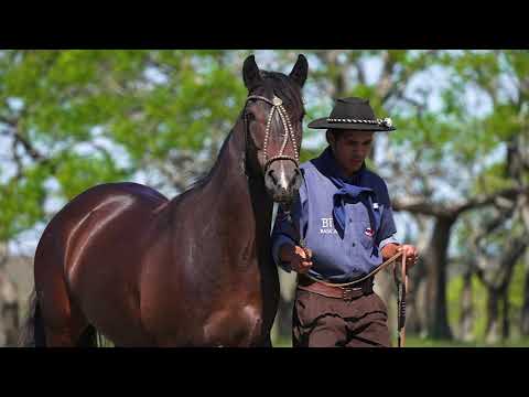 Lote 08 - Basca Dinamarca