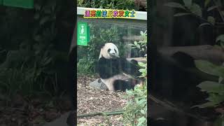 Latest video update on Huan Huan (Back from Beauval Zoo, France)🐼💕