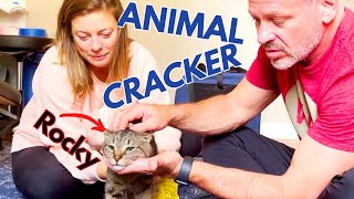 ? 2 YEAR OLD CAT WITH REAR-END LAMENESS ~ GETS GENTLE CHIRO ADJUSTMENT (Part 3 of 3)