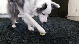 Hold The Ball Trick by Mr Biscuit The Border Collie 134 views 6 years ago 24 seconds