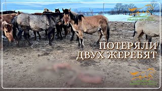 Семейная ферма в деревне/ К нашему сожалению одна из кобыл абортировалась/ Деревенская жизнь