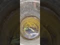 full moon betta fish tremendous colour #bettafish hobbyist 🐬