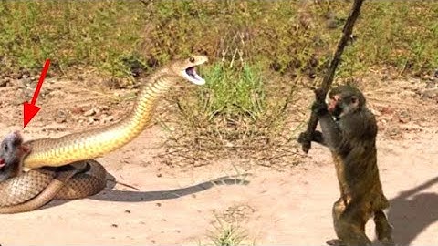 Unbelivabale! Monkey Save Mouse from the python hunt|| JMF 2.0