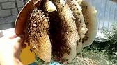 ПАСЕКА на РОЯХ # Apiary for swarms